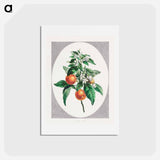 アートポストカード-Orange Tree
 - ジョン エドワーズ Postcard.