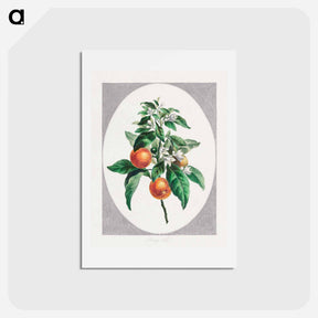 アートポストカード-Orange Tree
 - ジョン エドワーズ Postcard.