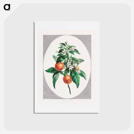 アートポストカード-Orange Tree
 - ジョン エドワーズ Postcard.