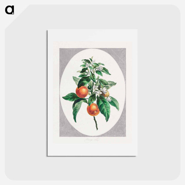 アートポストカード-Orange Tree
 - ジョン エドワーズ Postcard.