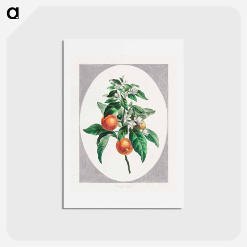 Orange Tree
 - ジョン エドワーズ Postcard.