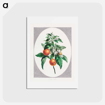 Orange Tree
 - ジョン エドワーズ Postcard.