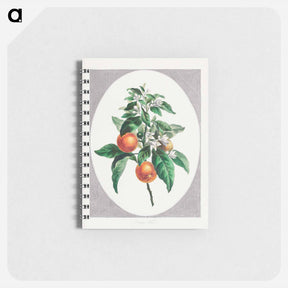 アートメモ帳-Orange Tree
 - ジョン エドワーズ Memo.