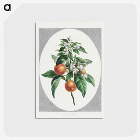 1-12_John-Edwards_postcard