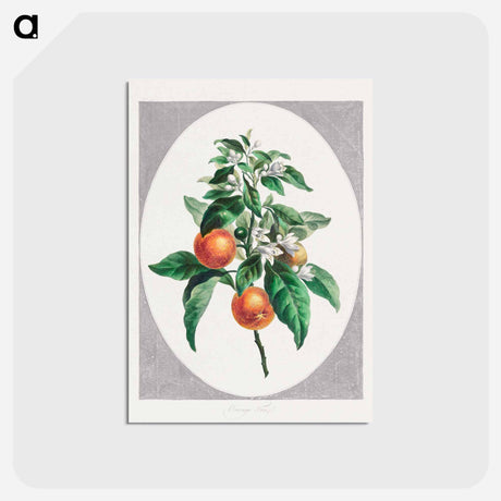 アートポストカード-Orange Tree
 - ジョン エドワーズ Postcard.