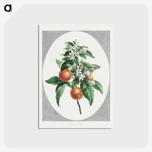 Orange Tree
 - ジョン エドワーズ Postcard.