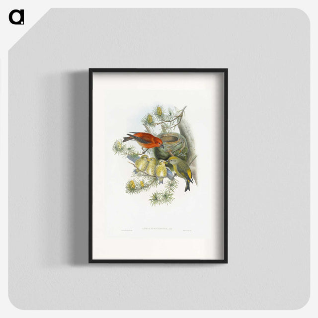 1-12_John-Gould_blk