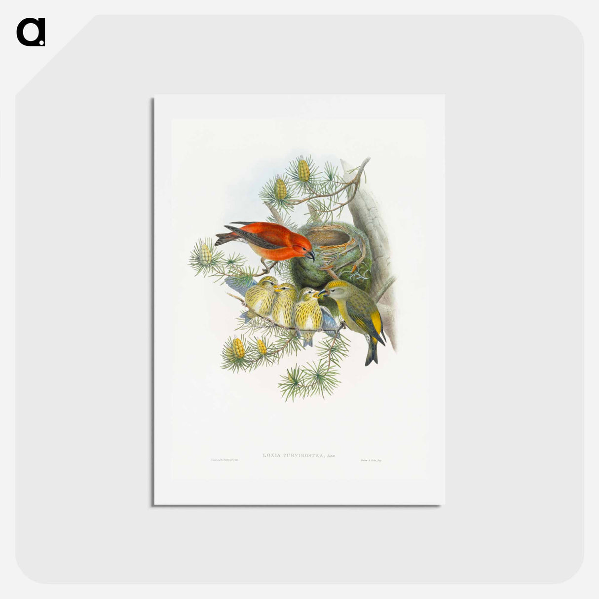 アートポストカード-Coppery-vented Puff-Leg
 - ジョン グールド Postcard.