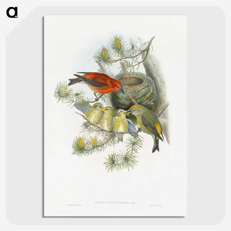1-12_John-Gould_picture-crop