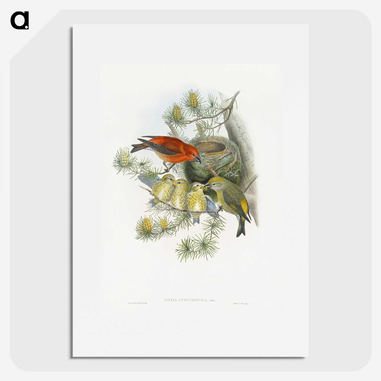 1-12_John-Gould_picture