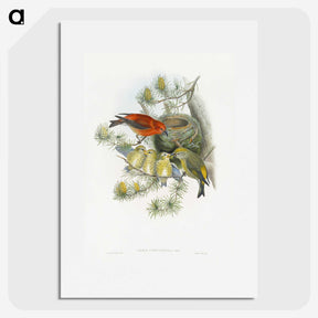 1-12_John-Gould_picture