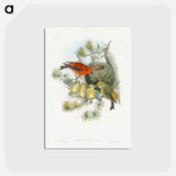 アートポストカード-Coppery-vented Puff-Leg
 - ジョン グールド Postcard.