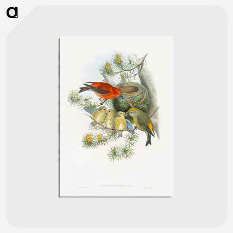 アートポストカード-Coppery-vented Puff-Leg
 - ジョン グールド Postcard.