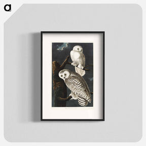 アートポスター-Snowy Owl
 - ジョン ジェームス オーデュボン Poster.