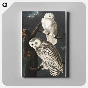 アートパネル-Snowy Owl
 - ジョン ジェームス オーデュボン Canvas.