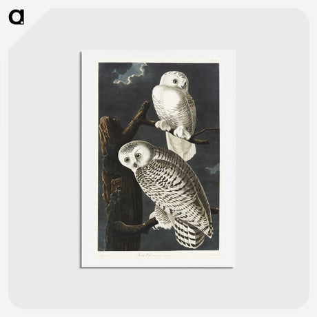 1-12_John-James-Audubon_hagaki