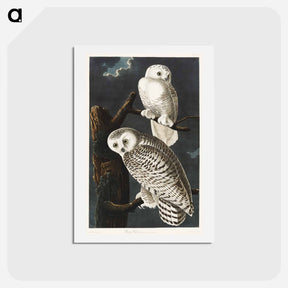 アートポストカード-Snowy Owl
 - ジョン ジェームス オーデュボン Postcard.