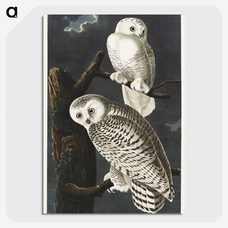 1-12_John-James-Audubon_picture-crop