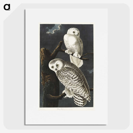 1-12_John-James-Audubon_picture
