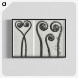 1-12_Karl-Blossfeldt_blk-crop