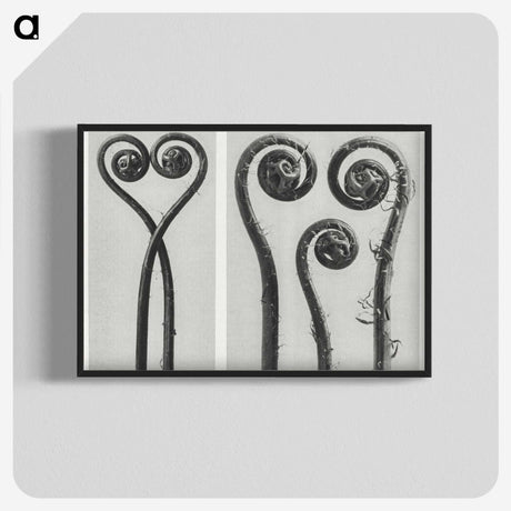 1-12_Karl-Blossfeldt_blk-crop