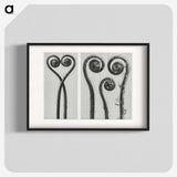 1-12_Karl-Blossfeldt_blk