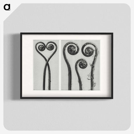 1-12_Karl-Blossfeldt_blk
