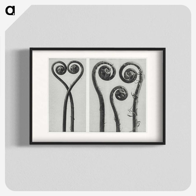 1-12_Karl-Blossfeldt_blk