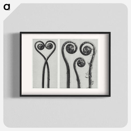 アートポスター-Adiantum pedatum - カール ブロスフェルト Poster.