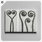 1-12_Karl-Blossfeldt_canvas