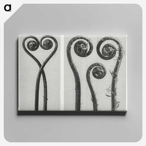 1-12_Karl-Blossfeldt_canvas