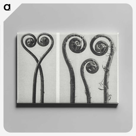 1-12_Karl-Blossfeldt_canvas
