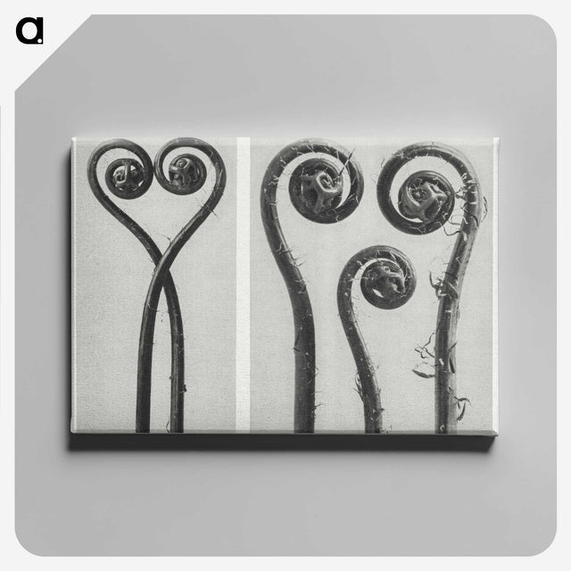 1-12_Karl-Blossfeldt_canvas