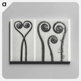 Adiantum pedatum - Karl Blossfeldt Canvas.