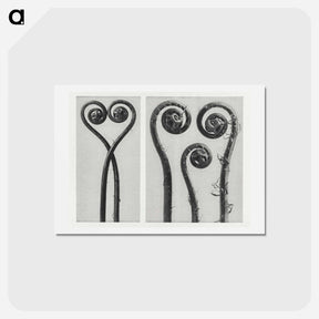 アートポストカード-Adiantum pedatum - カール ブロスフェルト Postcard.