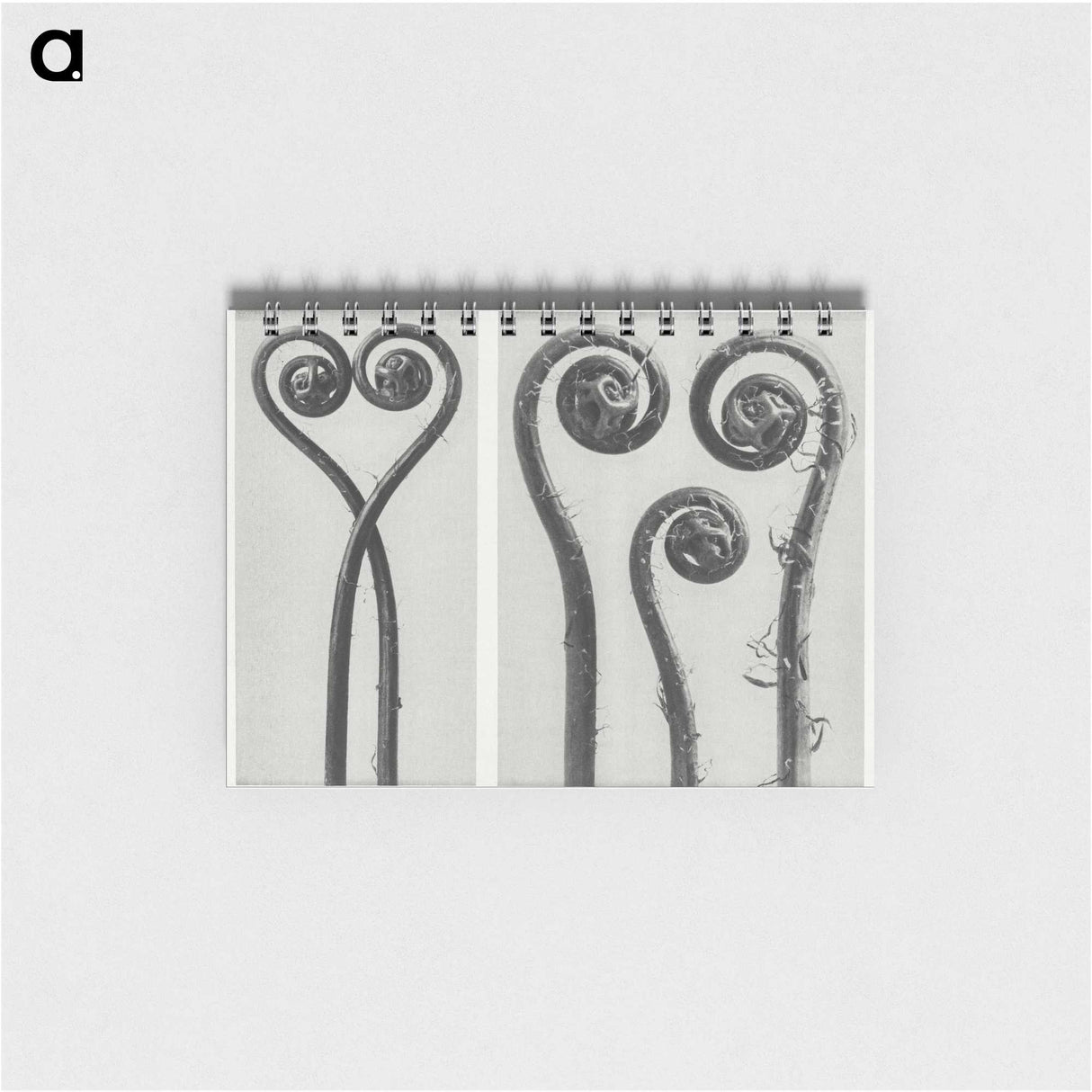 1-12_Karl-Blossfeldt_memo