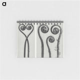 1-12_Karl-Blossfeldt_memo