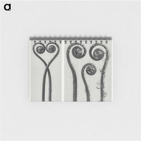 1-12_Karl-Blossfeldt_memo