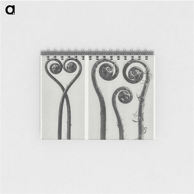 1-12_Karl-Blossfeldt_memo