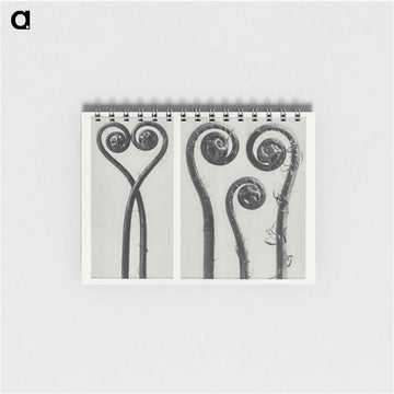 Adiantum pedatum - カール ブロスフェルト Memo.