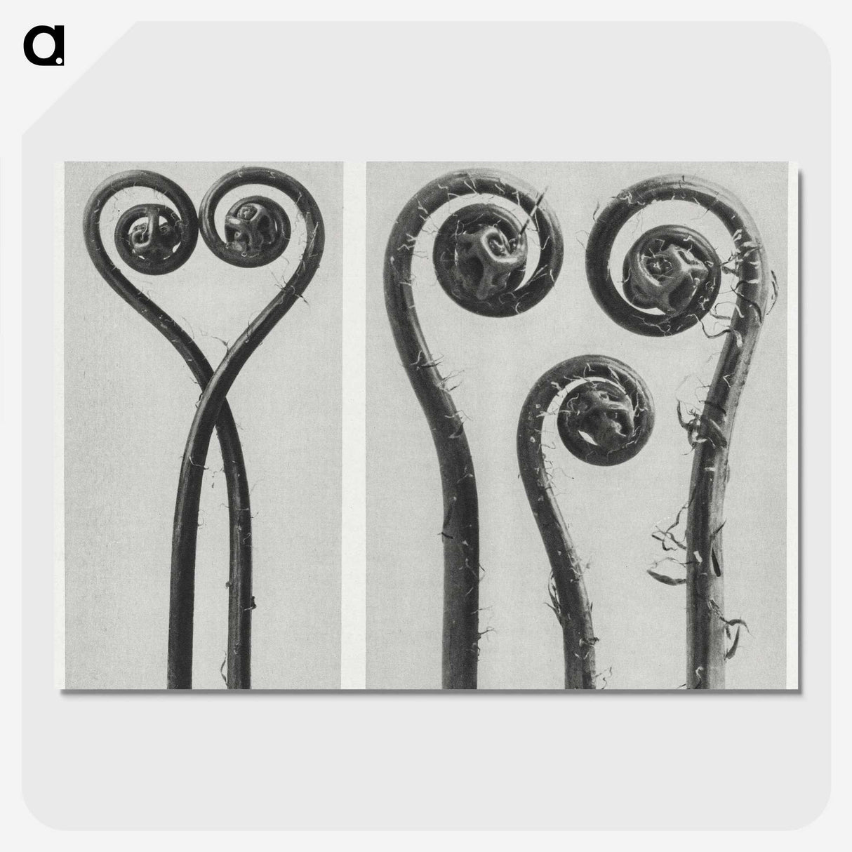 1-12_Karl-Blossfeldt_picture-crop