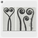 1-12_Karl-Blossfeldt_picture-crop