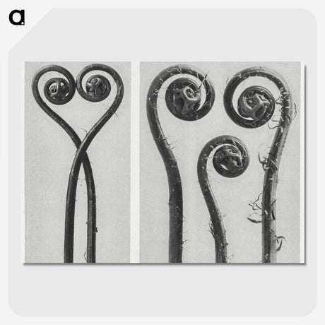 1-12_Karl-Blossfeldt_picture-crop