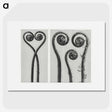 1-12_Karl-Blossfeldt_picture