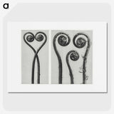 1-12_Karl-Blossfeldt_picture
