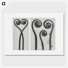 1-12_Karl-Blossfeldt_picture