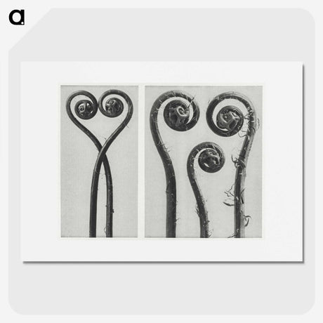 1-12_Karl-Blossfeldt_picture