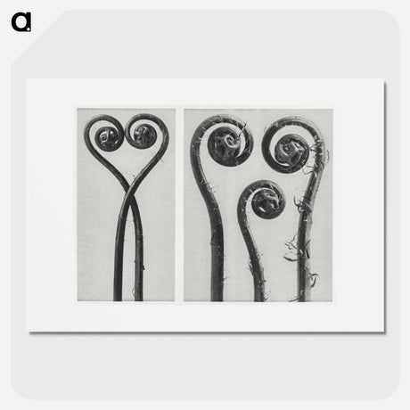 アートポスター-Adiantum pedatum - カール ブロスフェルト Poster.