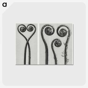 1-12_Karl-Blossfeldt_postcard