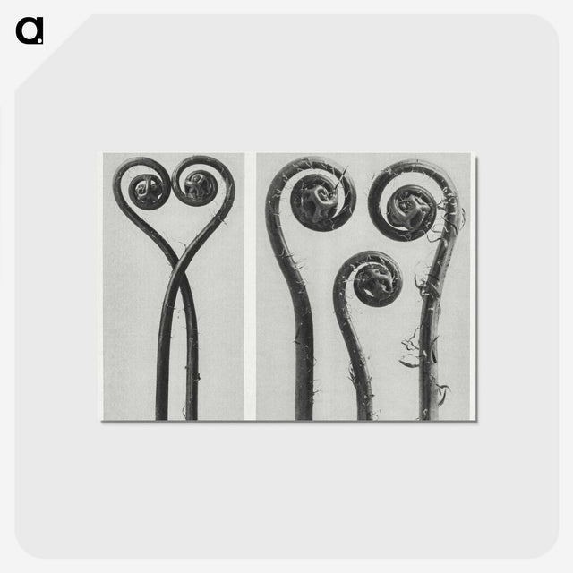 1-12_Karl-Blossfeldt_postcard